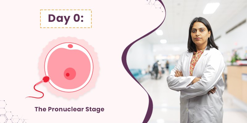 The Pronuclear Stage IVF Embryo Development day 0