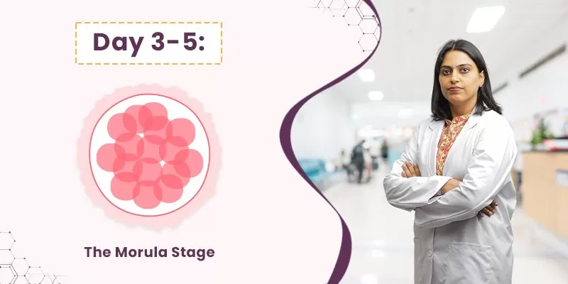 The Morula Stage IVF Embryo Development 3 - 5