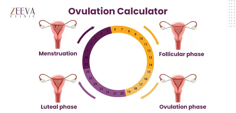 Ovulation Calculator